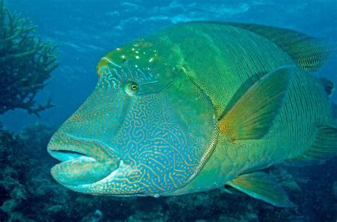 Humphead wrasse .
